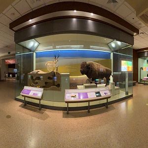 North American Mammals