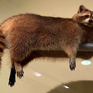 Raccoon