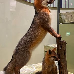Grey Foxes