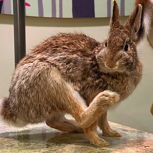 Eastern Cottontail