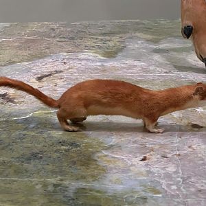 Long Tailed Weasel