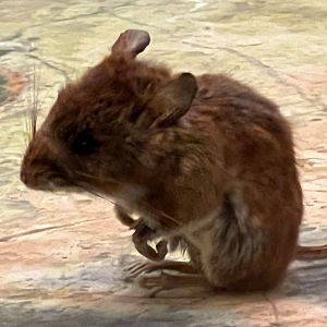 Deer Mouse