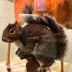 Eastern Gray Squirrel