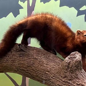 American Pine Marten