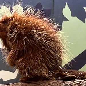 North American Pocupine