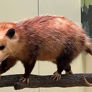 Virginia Opossum