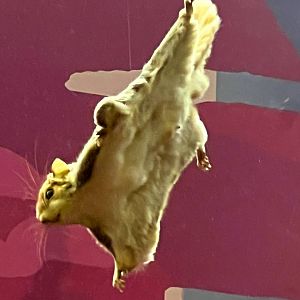 Southern Flying Squirrel