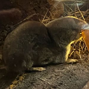 Northern Short Tailed Shrew