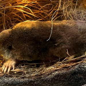 Northern Short Tailed Shrew