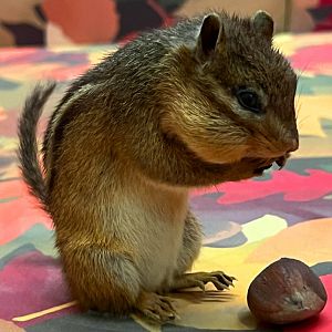 Eastern Chipmunk