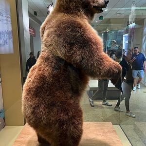 Kamchatka Brown Bear