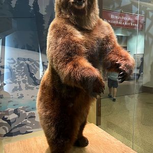 Kamchatka Brown Bear