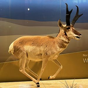 Pronghorn