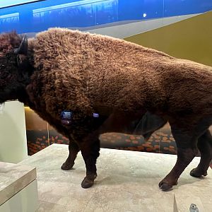American Bison
