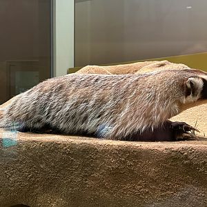 American Badger