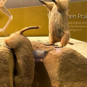 Prairie Dogs