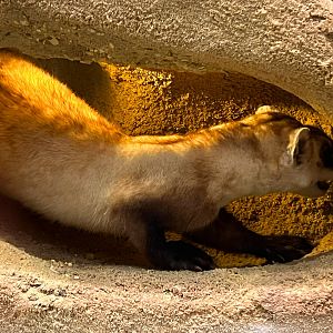 Black footed Ferret