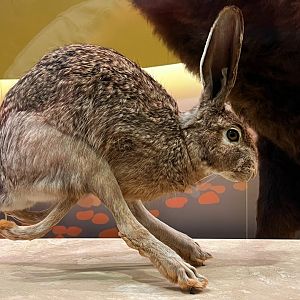 Black Tailed Jackrabbit