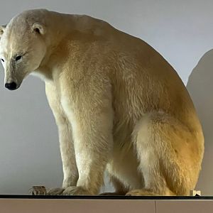 Polar Bear
