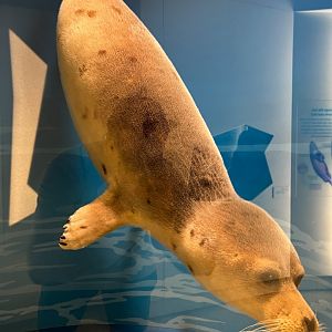 Harp Seal