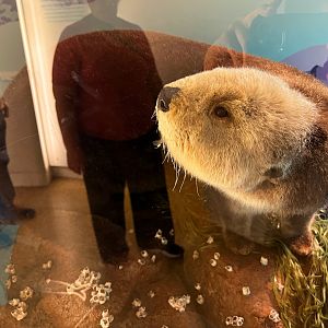 Sea Otter
