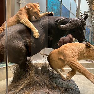 Lions & African Buffalo