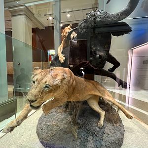 Lions & African Buffalo