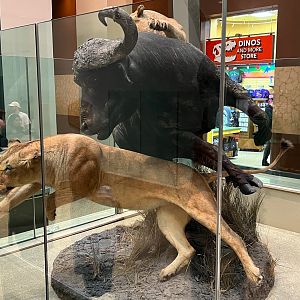 Lions & African Buffalo