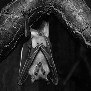 Straw-coloured fruit bat : Cotswold WP : 09 May 2024