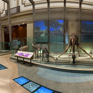 African Savanna Mammals