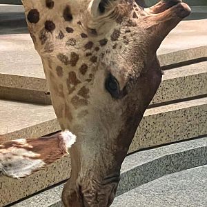 Drinking Giraffe Closeup