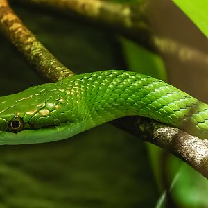 Rhinoceros ratsnake : Cotswold WP : 09 May 2024