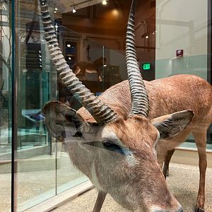 Common Waterbuck Closeup