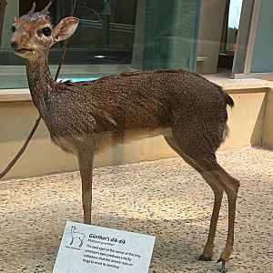 Gunther's Dik-Dik