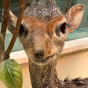 Gunther's Dik-Dik Closeup