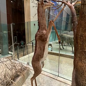 Gerenuk