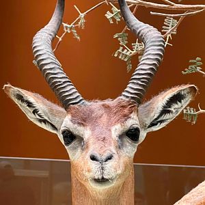 Gerenuk Closeup