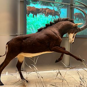 Sable Antelope