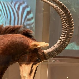 Sable Antelope Closeup