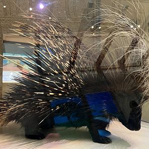 Crested Porcupine