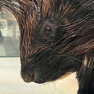 Crested Porcupine Closeup