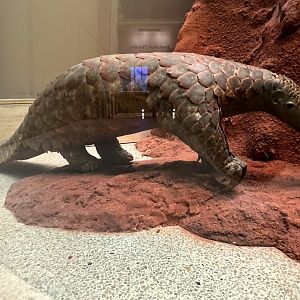 Giant Pangolin