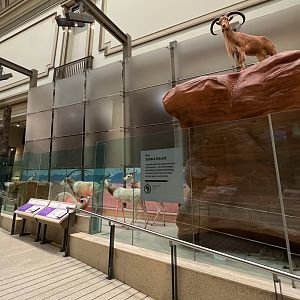 Sahara Desert Mammals