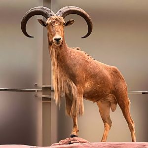 Aoudad