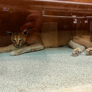 Caracal