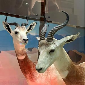 Addra Gazelles Closeup