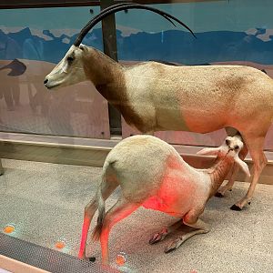 Scimitar Horned Oryxes