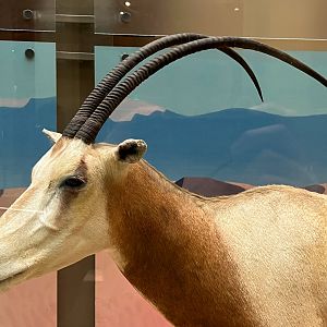 Scimitar Horned Oryx Closeup