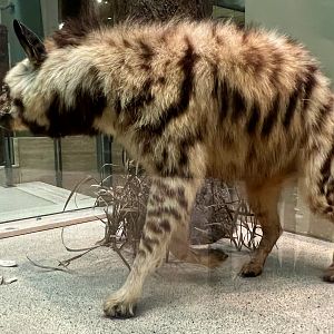 Striped Hyena