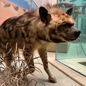 Striped Hyena